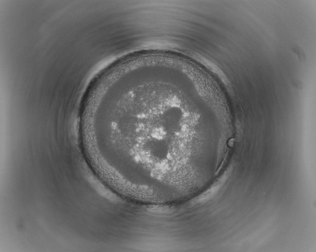 X0000111021029200907022154