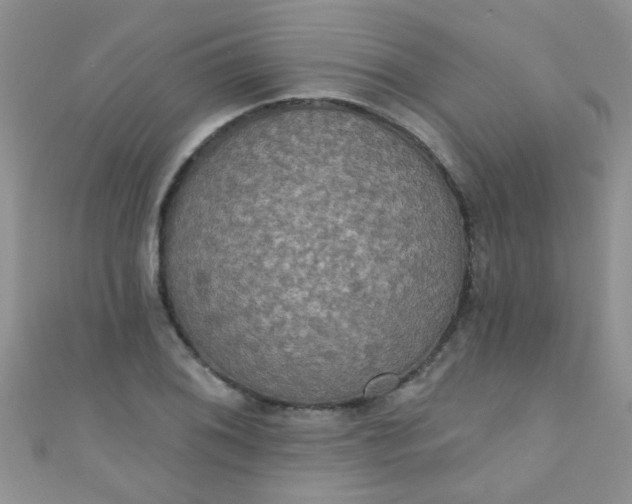 X0000111021076200907022153