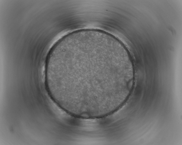 X0000111021126200907022153