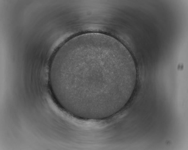 X0000111020016200907101351