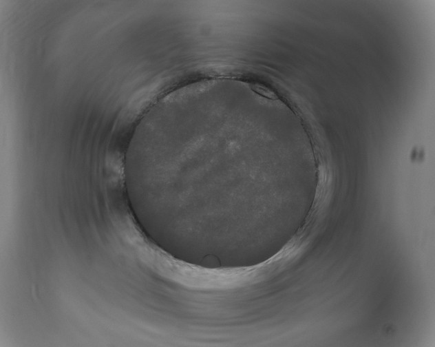 X0000111020048200907101350