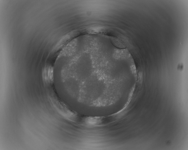 X0000111020094200907101350