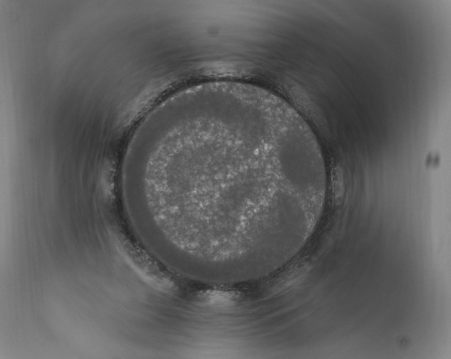 X0000111020255200907101346