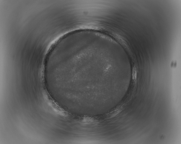 X0000111020388200907101345