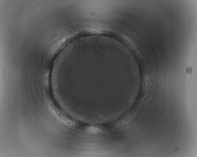 X0000111020596200907101341