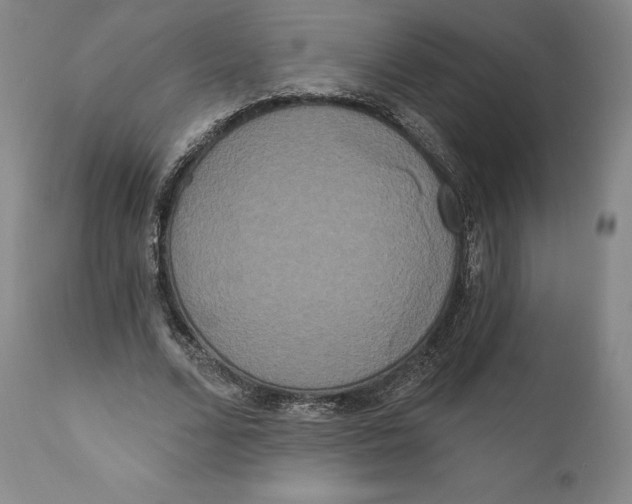 X0000111020680200907101340