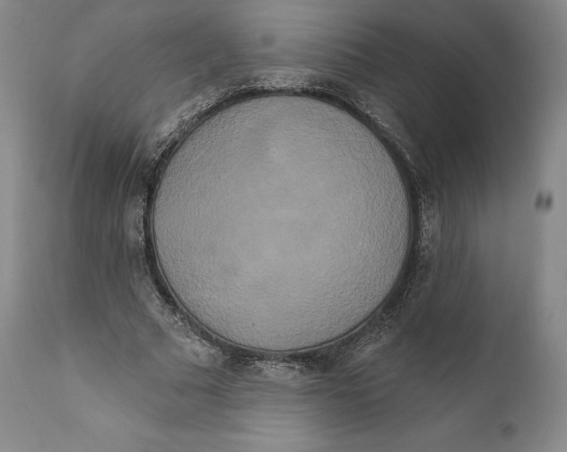 X0000111020681200907101340