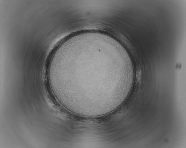 X0000111020724200907101339