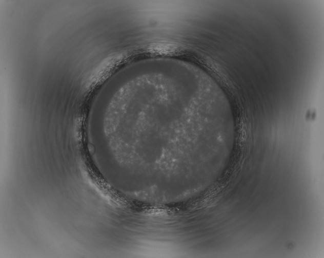 X0000111020738200907101339