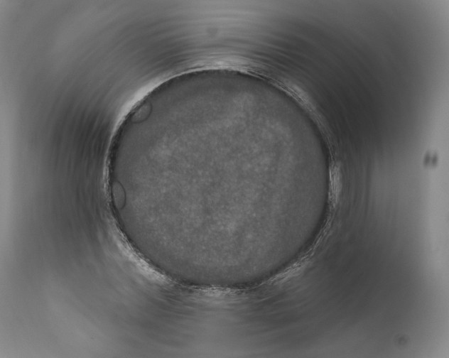 X0000111020780200907101339
