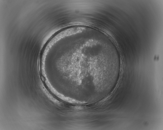 X0000111020796200907101338