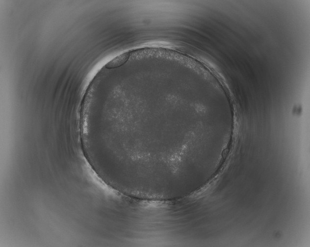 X0000111020808200907101338