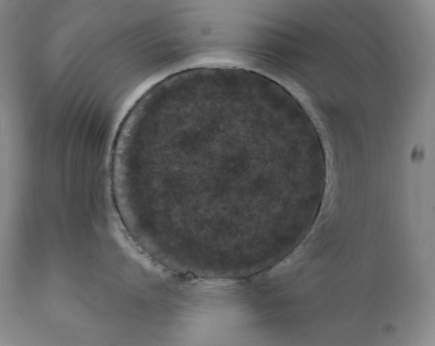 X0000111020864200907101338