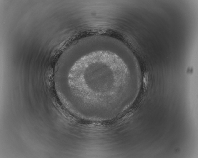X0000111020867200907101337