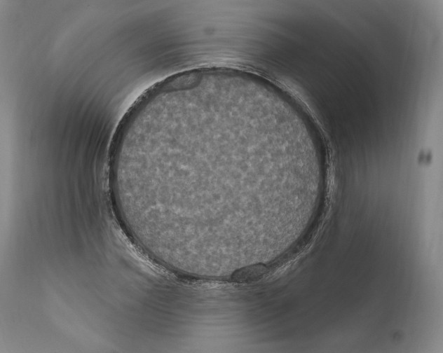 X0000111020924200907101336