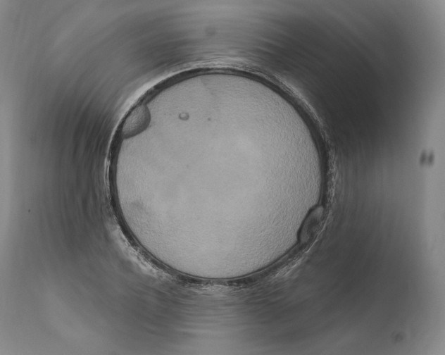 X0000111020932200907101336