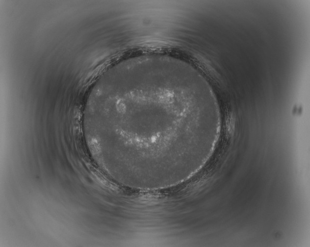 X0000111020964200907101336