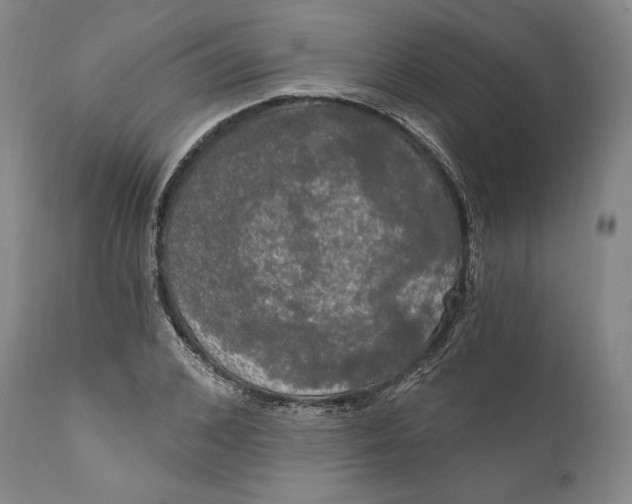 X0000111020976200907101336