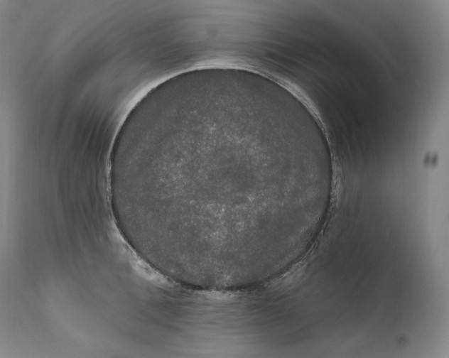 X0000111020996200907101336