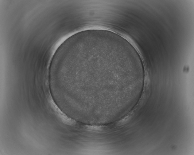 X0000111021004200907101336