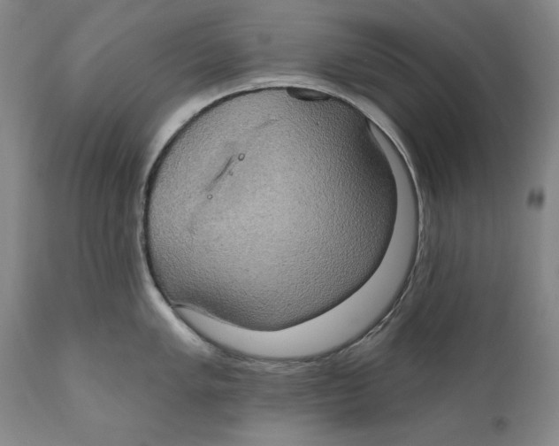 X0000111021005200907101336