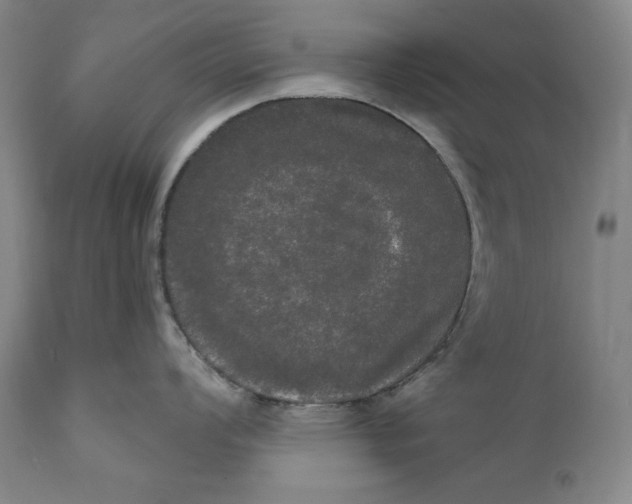 X0000111021008200907101335