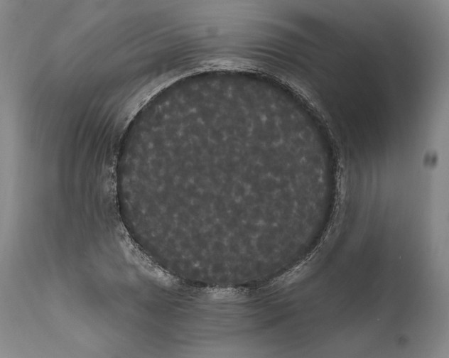 X0000111021025200907101335