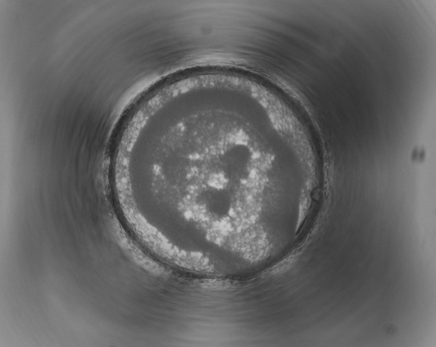 X0000111021029200907101335