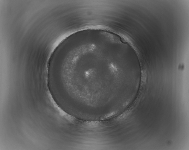 X0000111021046200907101335