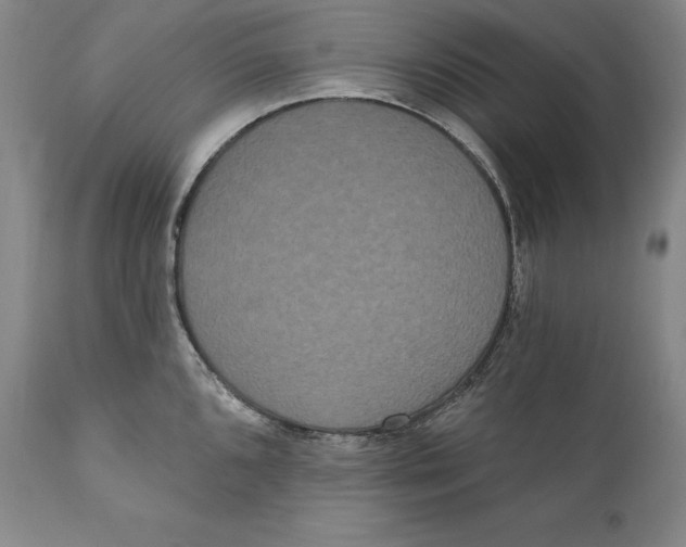 X0000111021096200907101334