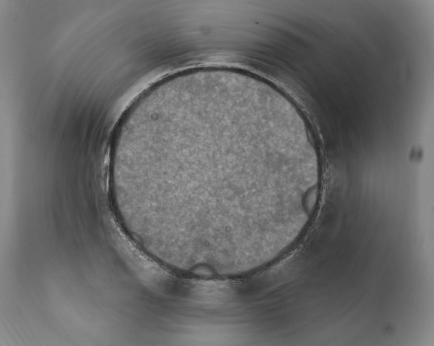 X0000111021126200907101334