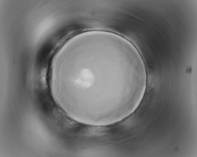 X0000111021150200907101334