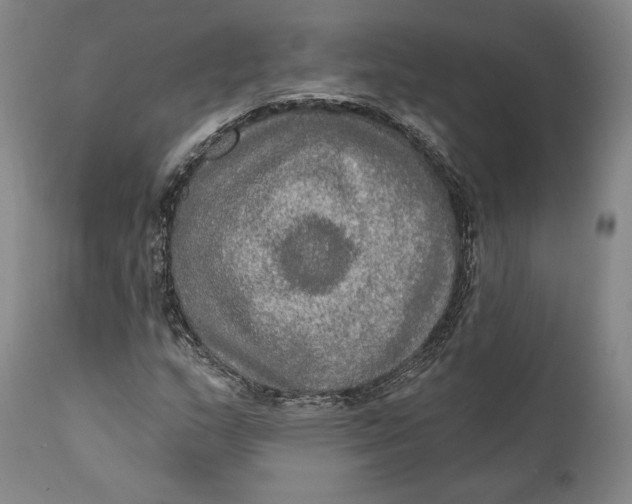 X0000111021159200907101333