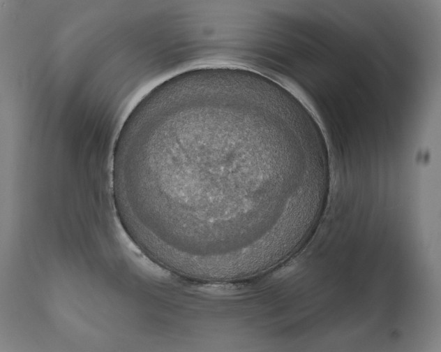 X0000111021388200907101330
