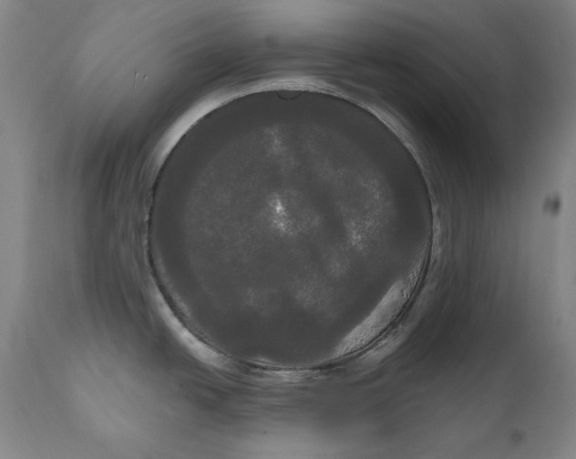 X0000111021438200907101330