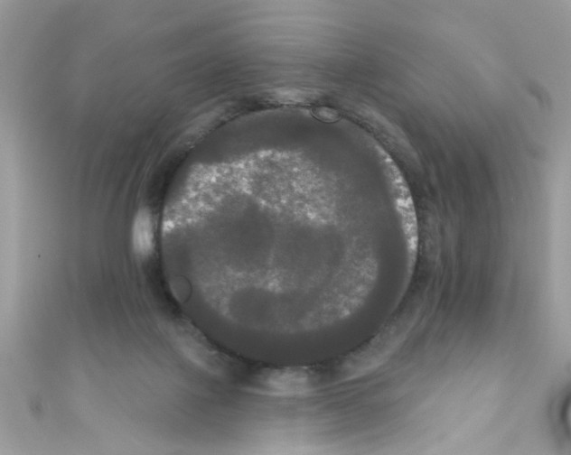 X0000111020075200907171904