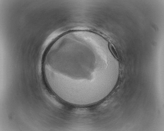 X0000111020296200907171901
