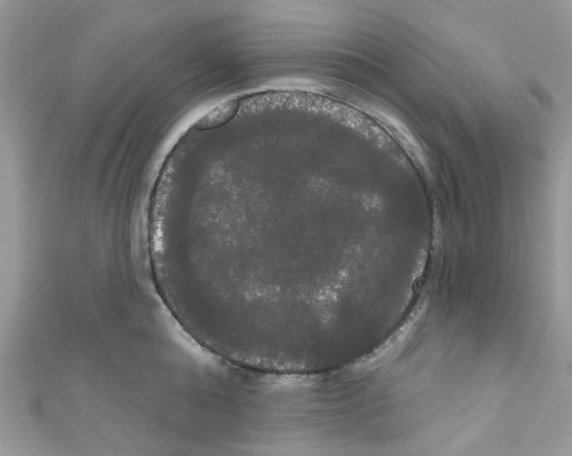 X0000111020808200907171854
