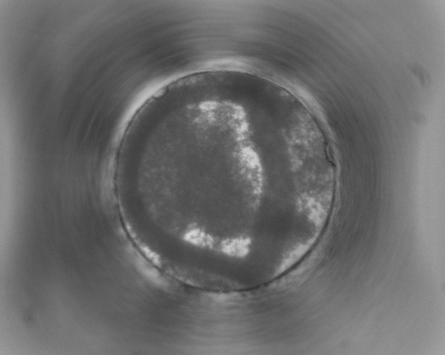 X0000111020816200907171854