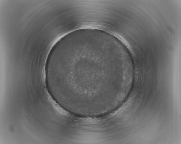 X0000111020980200907171851