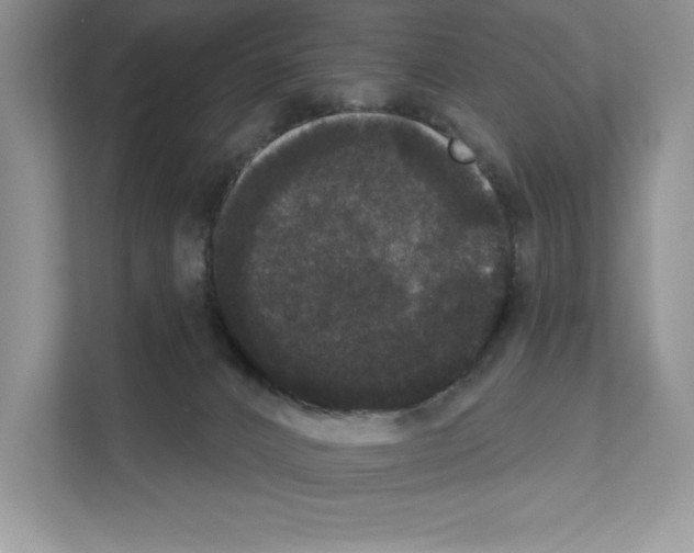 X0000111020032200907310941