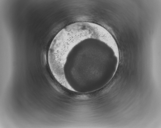 X0000111020061200907310940