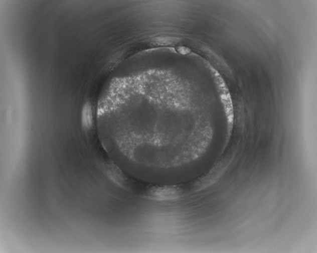 X0000111020075200907310940