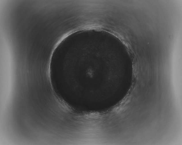 X0000111020196200907310939