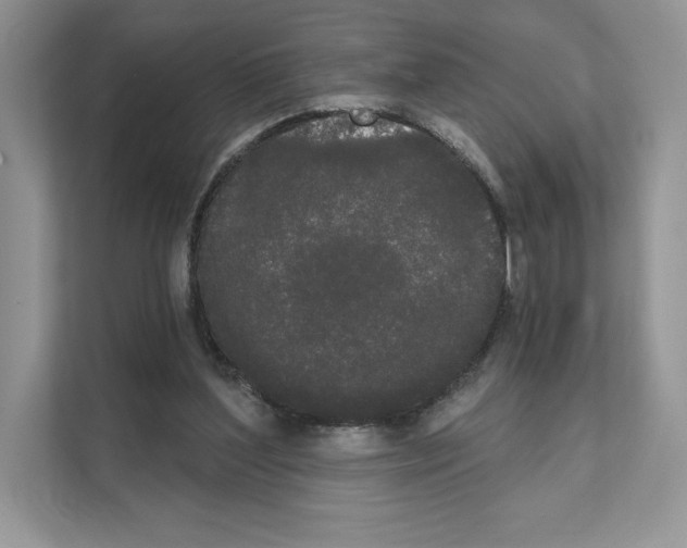 X0000111020204200907310938