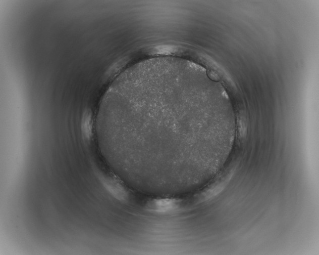 X0000111020216200907310938