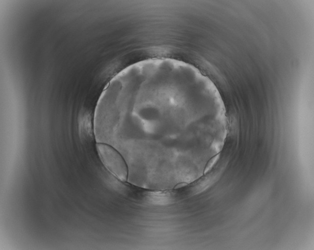 X0000111020238200907310938
