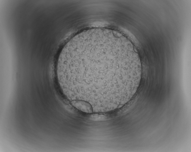 X0000111020354200907310936
