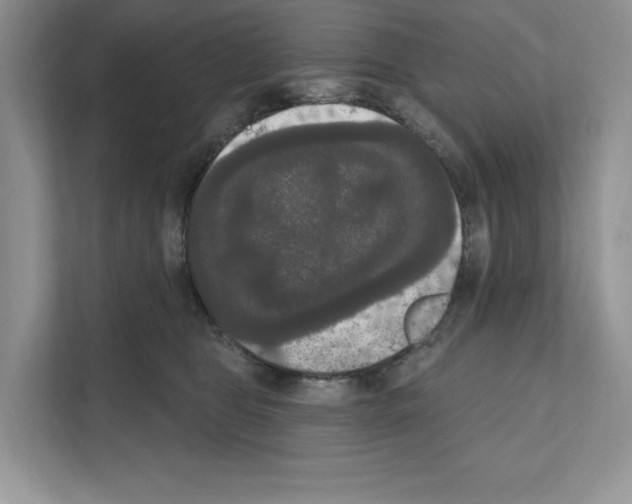 X0000111020469200907310935