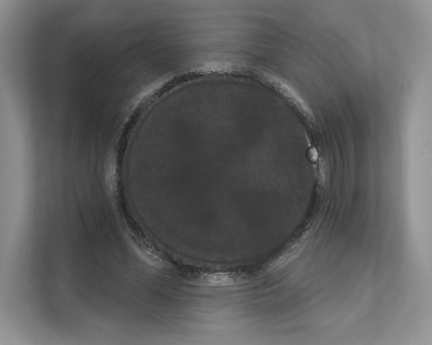 X0000111020588200907310933